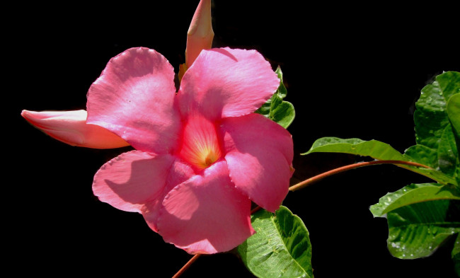 Обои картинки фото цветы, алламанда, лепестки, фон, макро, листья