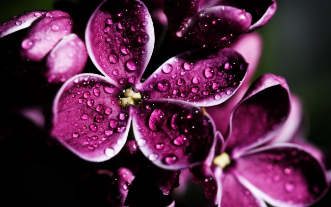 Обои картинки фото цветы, сирень, сиреневый, весна, капли, цветок, цветение, макро