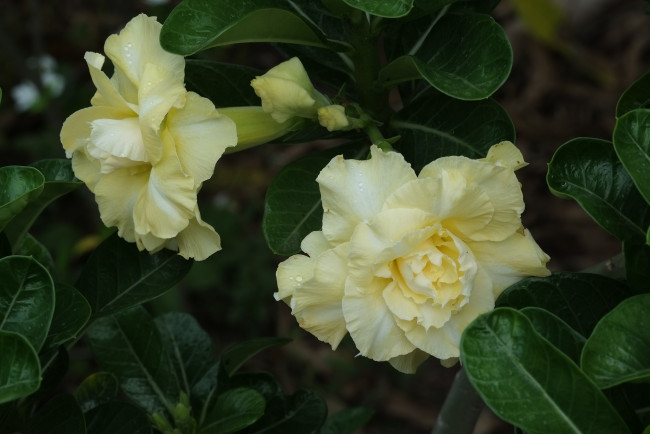 Обои картинки фото цветы, адениум,  мандевилла, цветение, пустынная, роза