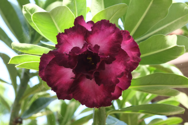 Обои картинки фото цветы, адениум,  мандевилла, цветение, пустынная, роза