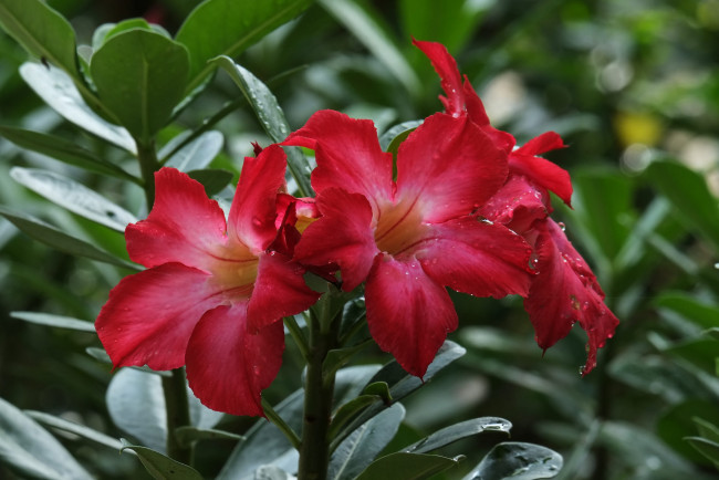 Обои картинки фото цветы, адениум,  мандевилла, цветение, пустынная, роза