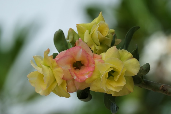 Обои картинки фото цветы, адениум,  мандевилла, цветение, пустынная, роза