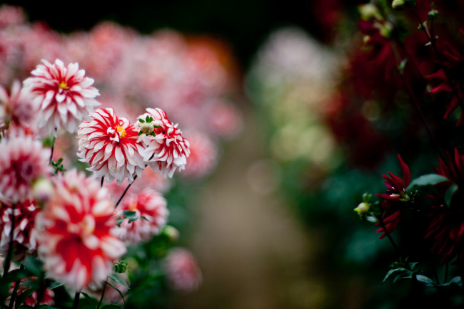 Обои картинки фото цветы, георгины, природа, лето