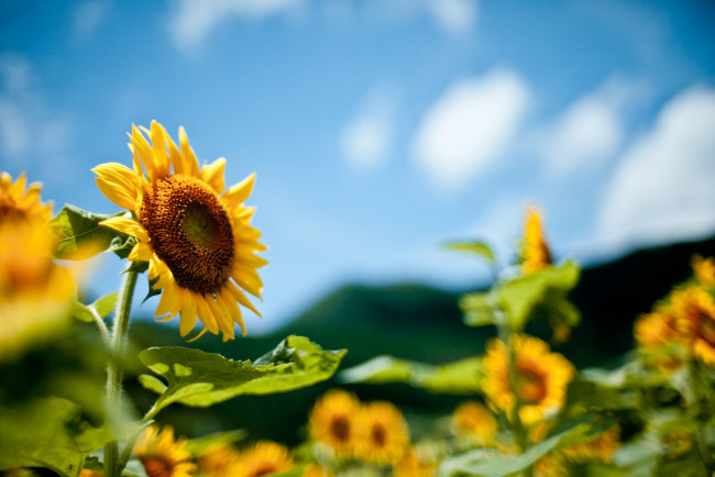 Обои картинки фото цветы, подсолнухи, petals, лепестки, цветение, sunflower, flowers, подсолнух, bloom