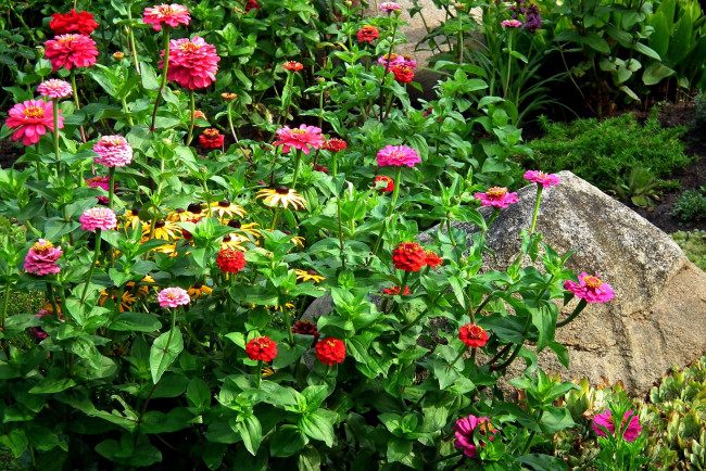 Обои картинки фото цветы, разные вместе, рудбекия, циннии, камень