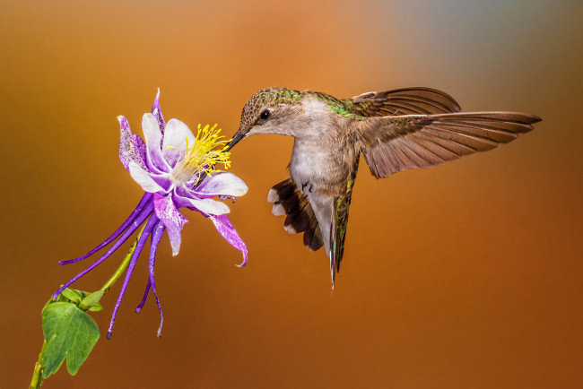 Обои картинки фото животные, колибри, птичка