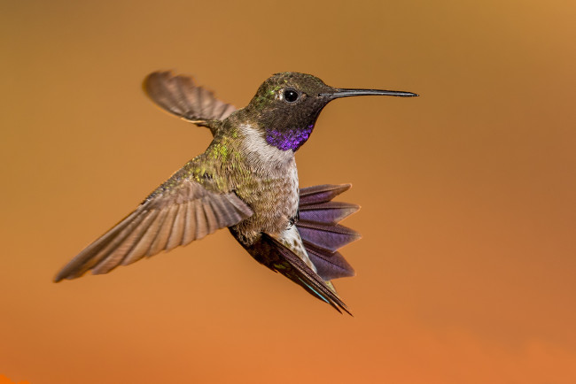 Обои картинки фото животные, колибри, птичка