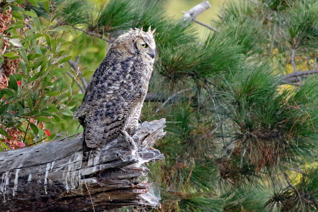 Обои картинки фото животные, совы, птичка