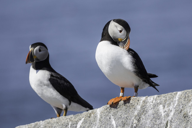 Обои картинки фото животные, тупики, тупик, перья, птица, окрас