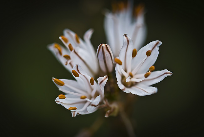 Обои картинки фото цветы, луговые , полевые,  цветы, растение, природа, цветок, лепестки, тычинки