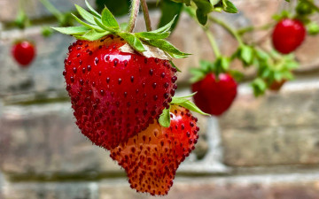 Картинка природа ягоды клубника