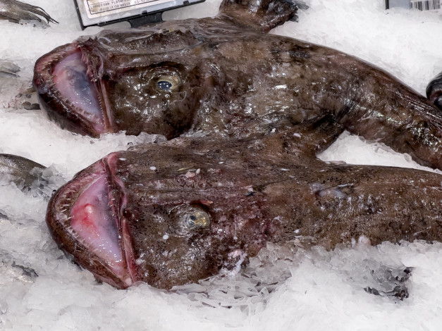 Обои картинки фото еда, рыба,  морепродукты,  суши,  роллы, свежая, лед