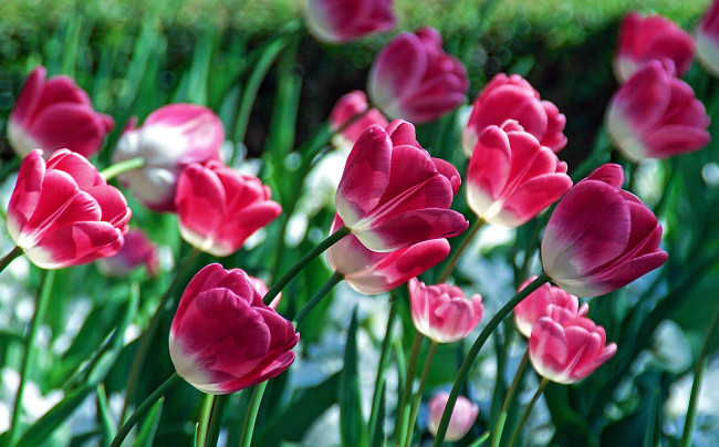 Обои картинки фото цветы, тюльпаны, ветки