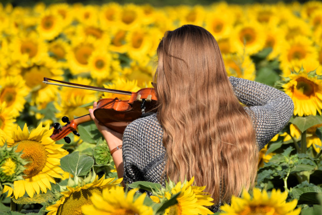 Обои картинки фото музыка, -другое, блондинка, свитер, скрипка, поле, подсолнухи