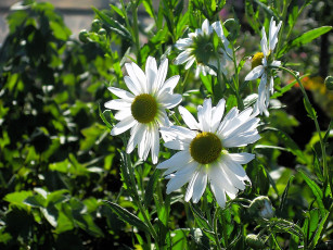 обоя цветы, ромашки, листья