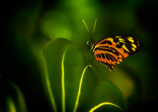 обоя животные, бабочки,  мотыльки,  моли, бабочка