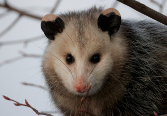 Картинка животные опоссумы опоссум