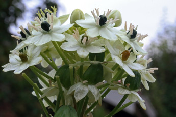 обоя chincherinchee, птицемлечник, цветы