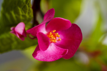 обоя antigonon, polygonaceae, цветы