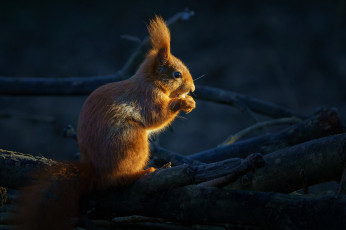 обоя животные, белки, белка