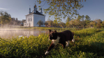 Картинка животные коты кот кошак котяра