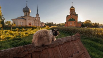 Картинка животные коты кот кошак котяра