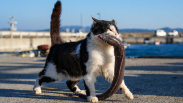 Картинка животные коты кот несет рыбу