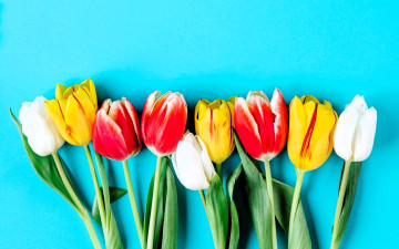 обоя цветы, тюльпаны, голубой, фон