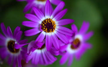 обоя остеоспермум, цветы, остеоспермумы, фиолетовые
