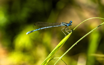 обоя животные, стрекозы, стрекоза, травинки