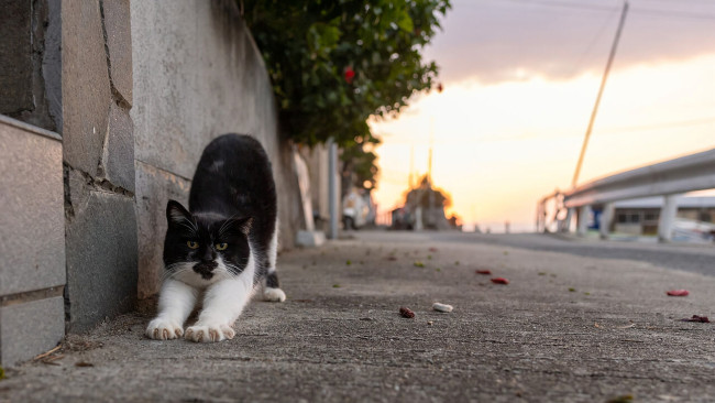 Обои картинки фото животные, коты, кот, кошак, котяра