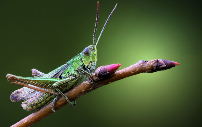 Обои картинки фото животные, кузнечики,  саранча, кузнечик, ветка, почки