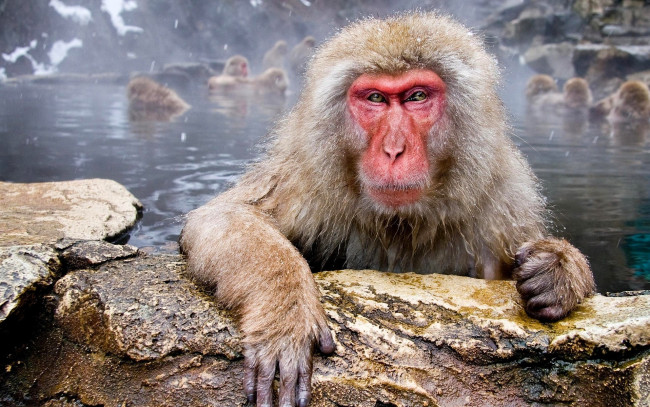 Обои картинки фото животные, обезьяны, камни, озеро