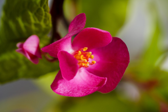 Обои картинки фото antigonon, polygonaceae, цветы