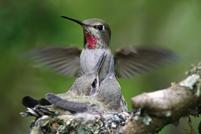 Обои картинки фото hummingbird, колибри, животные
