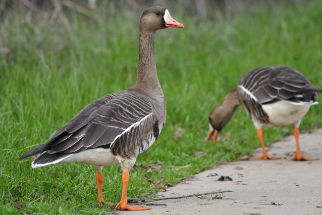 Обои картинки фото животные, гуси, пара