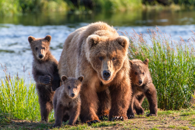 Обои картинки фото животные, медведи