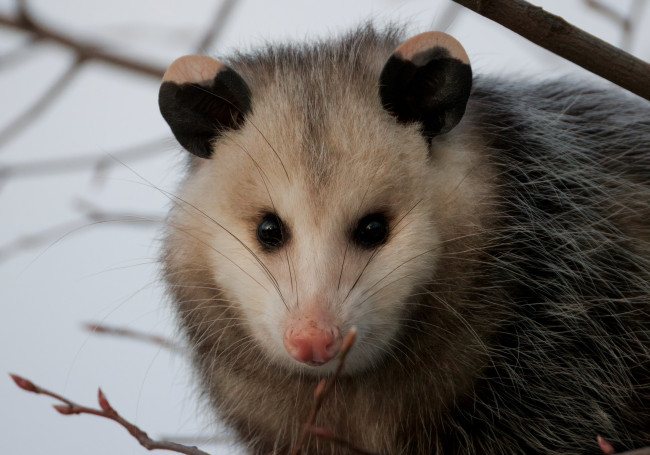 Обои картинки фото животные, опоссумы, опоссум