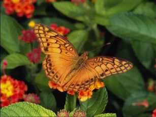 Картинка бабочка животные бабочки