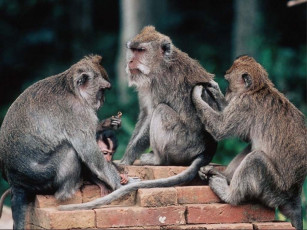 Картинка животные обезьяны