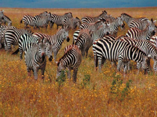 Картинка животные зебры