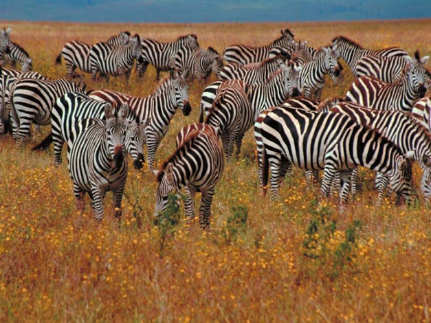 Обои картинки фото животные, зебры