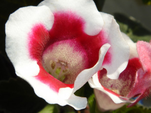 обоя цветы, глоксиния, синнингия