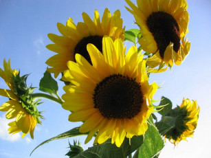 Картинка цветы подсолнухи