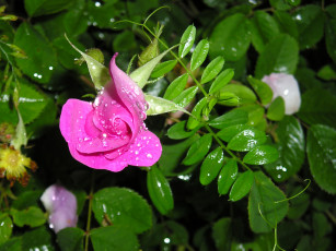 Картинка цветы шиповник