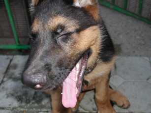 Картинка сурхан животные собаки