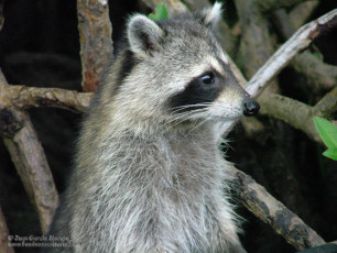 Картинка животные еноты