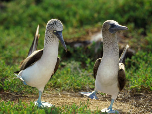 Картинка dancing blue footed boobies животные олуши