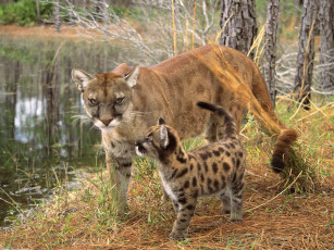 Картинка watchful eyes florida panther животные пумы
