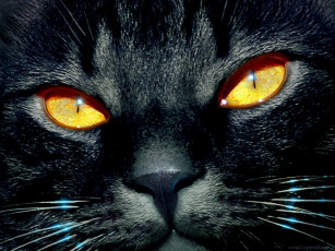 Картинка животные коты